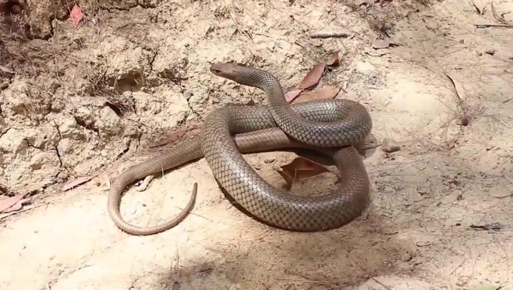 世界最毒的蛇排名_世界最毒的蛇