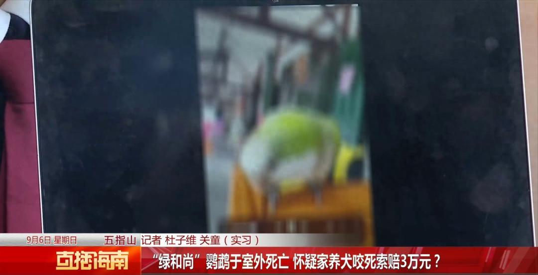 海南五指山，女子养了5年的“绿和尚”鹦鹉被邻居家的狗扑咬致死，女子以鹦鹉为国家二