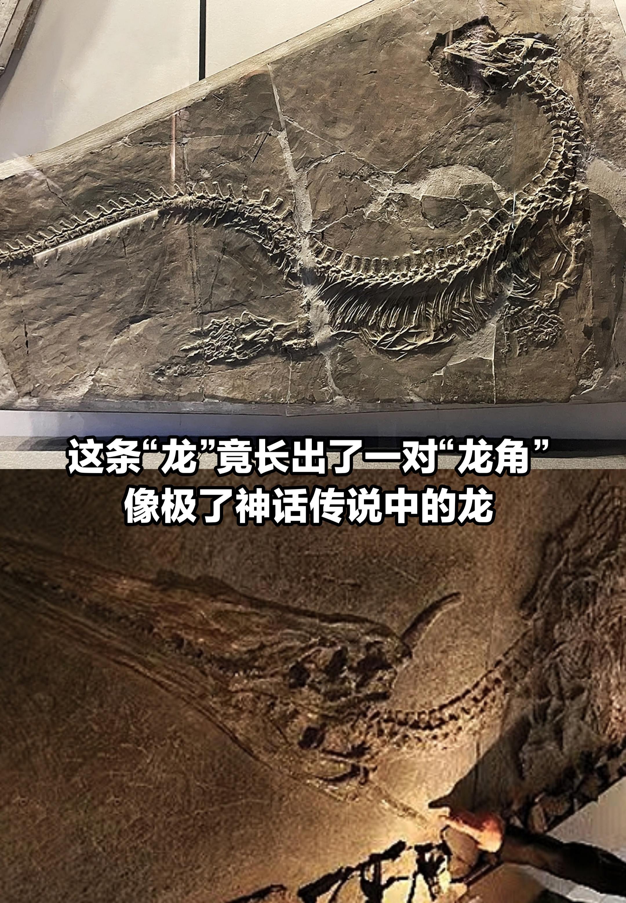 这个化石竟如此酷似神话传说中的龙。