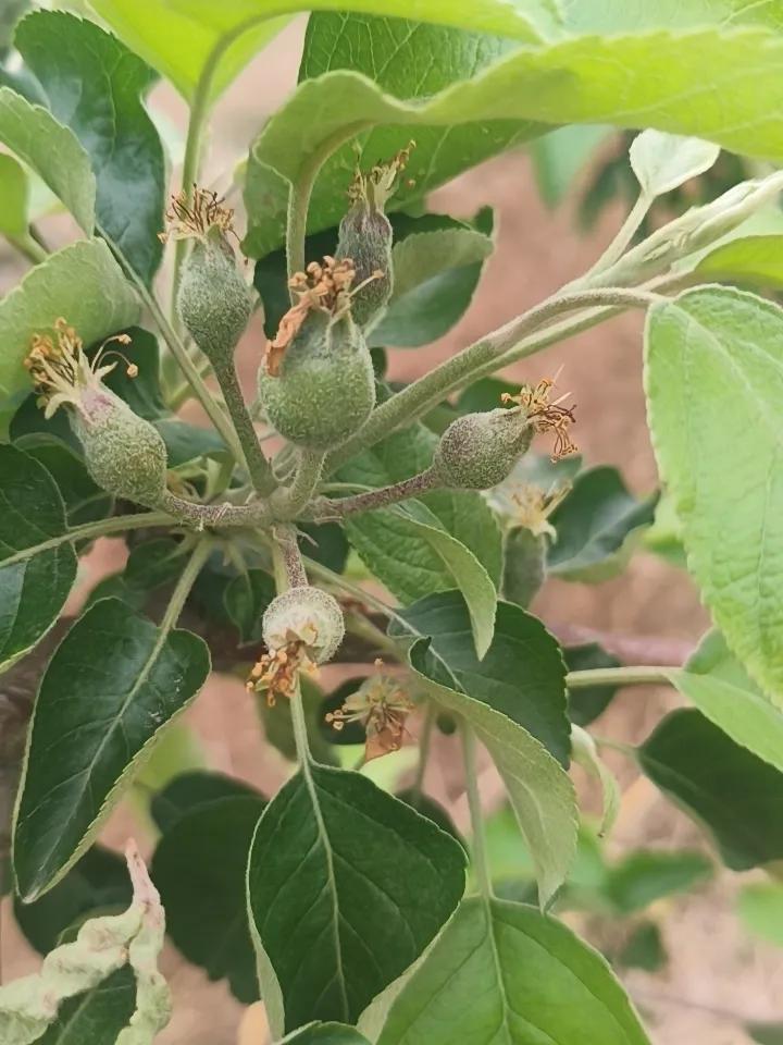 这是富士苹果在一个莲花座上结了6个小苹果。需要把周围5个去掉，专供中间那个大的