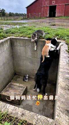 看完这个救援视频，我的内心深受触动。三只小猫不幸落入深坑，猫妈妈心急如焚，却苦于