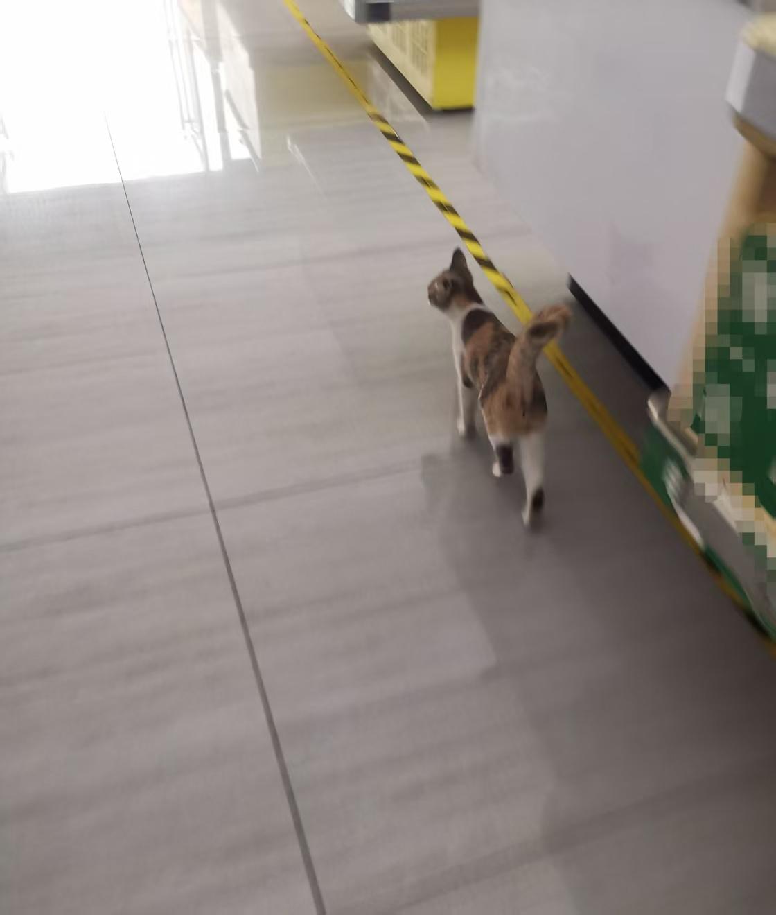 早上我刚坐下喝口茶，那只花猫又来了。这只花猫应该是附近商户家养的宠物猫，不怕人