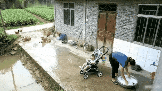 雨后惊险一幕！多亏机灵狗狗救下小宝宝宝妈一时疏忽，停在院里的婴儿车悄悄滑向积水