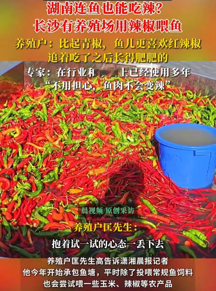 这个鱼场火了！湖南长沙，一男子包了一片水面，养了两千多尾鱼，别人家喂鱼都是撒饲料