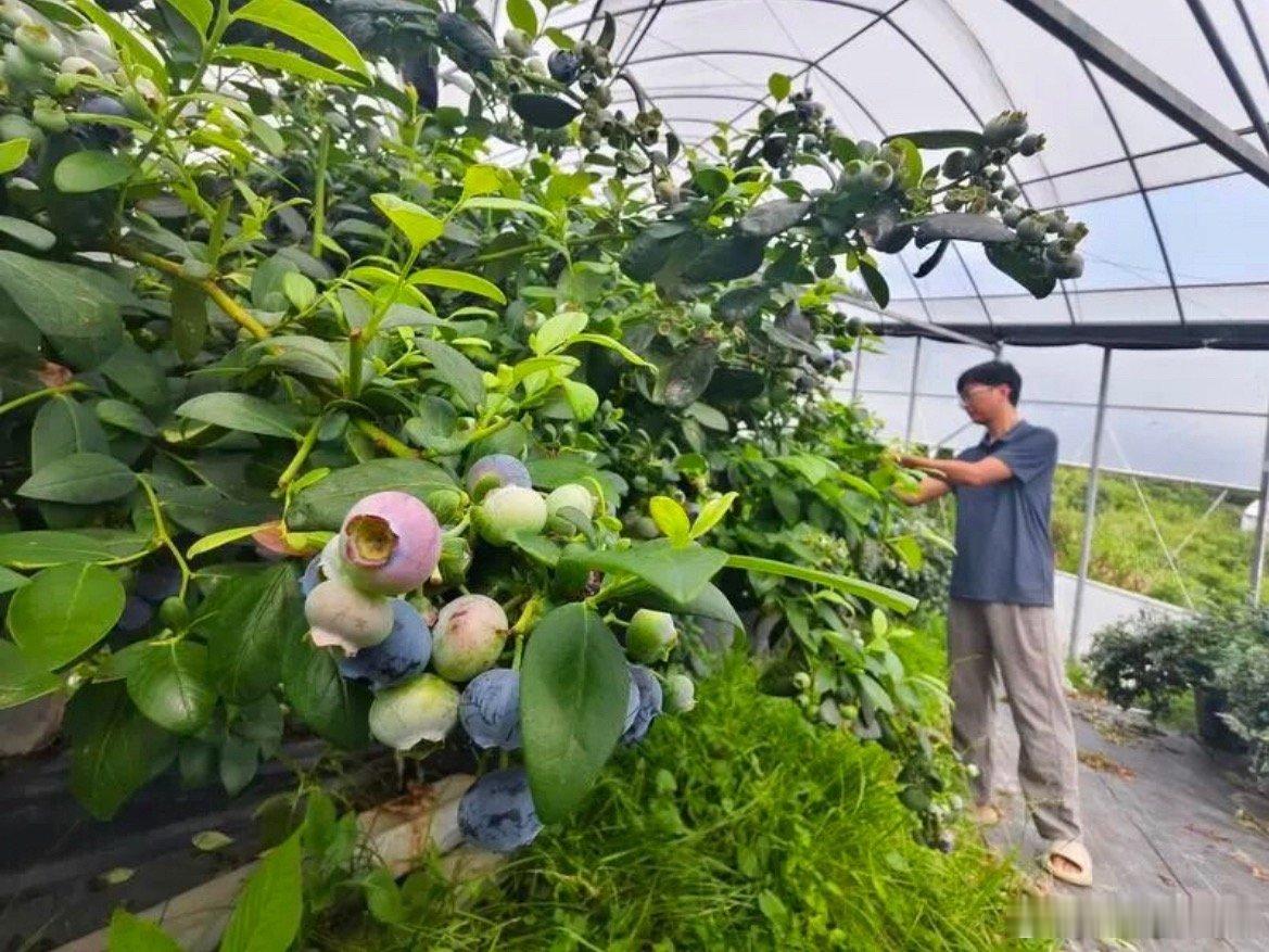 一颗小野果撬动产值4500万元临海引种培育蓝莓二十余年，规模产值可观，鲜果加工并