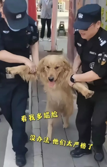 大金毛寻着气味冲进考场寻找小主人，看到监考老师正在发试卷，它汪汪叫着也想领一份