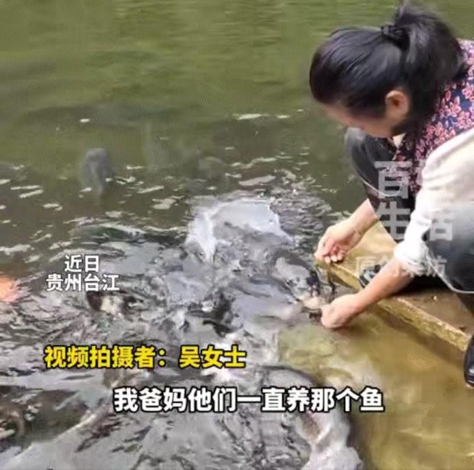 万物皆有灵性，5月7日GZTV百姓生活报道，贵州台江一名女子在网上分享，母亲在自