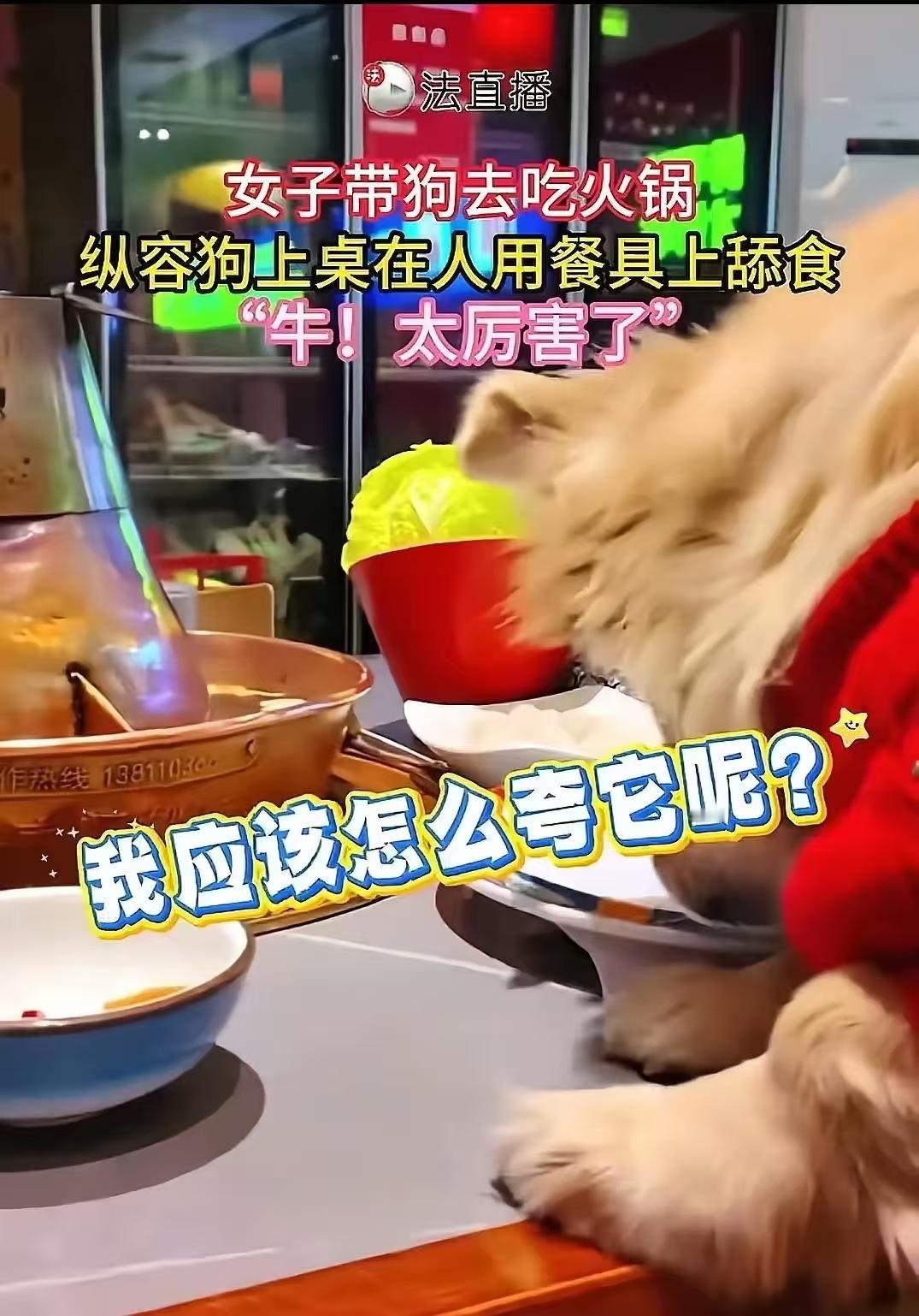 狗主人视频炫耀第3天，赔偿账单来了：16万。狗进餐厅，罚餐厅老板5万元，老板再起