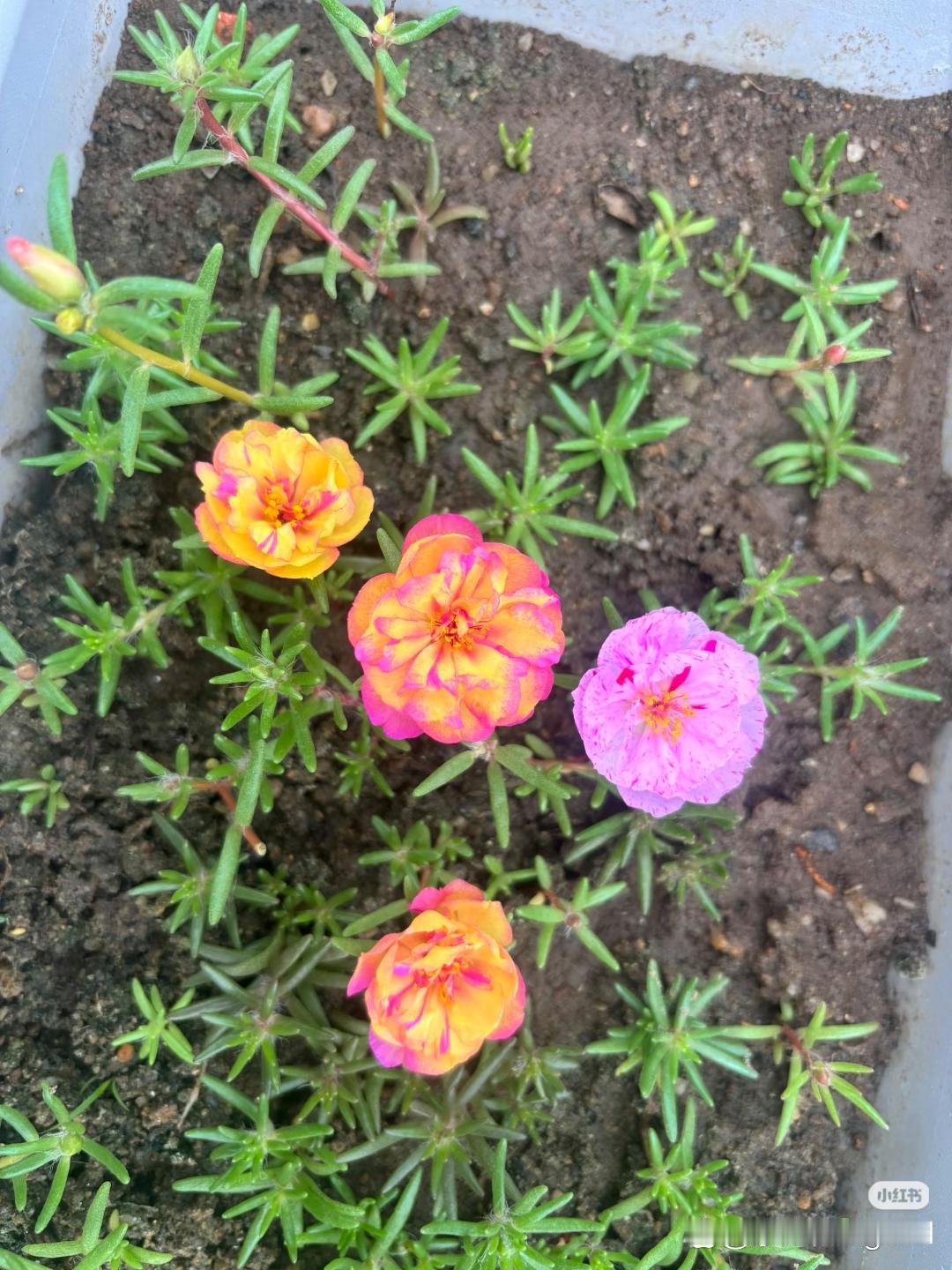 看到女儿的现状，我都想哭，既心疼，但又无能为力!​女儿离婚都几个月了，一直在家