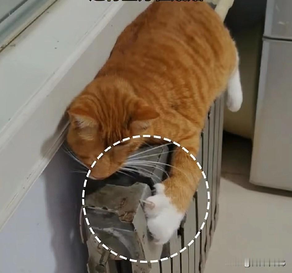 救命啊啊！现在的小猫智商开挂了吧！人类还在裹三层羽绒服冻得搓手，它已经精准锁定