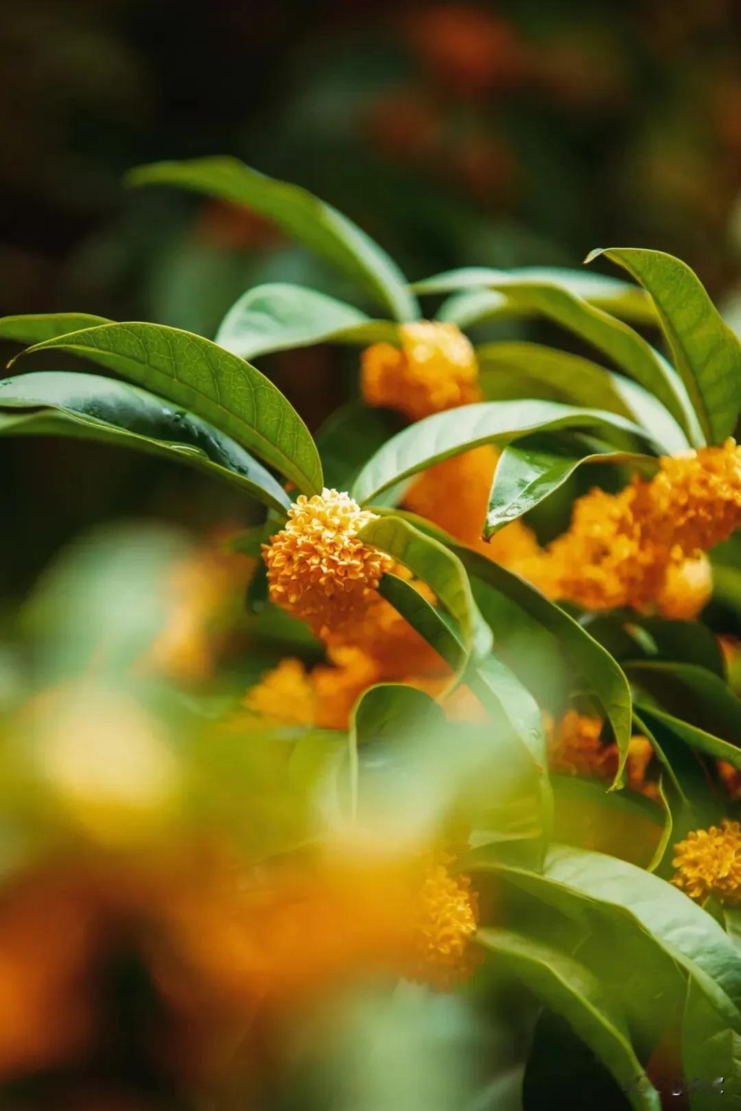 上联:秋风凝露野菊闹下联:晚露染金丹桂香横批:秋韵胜境