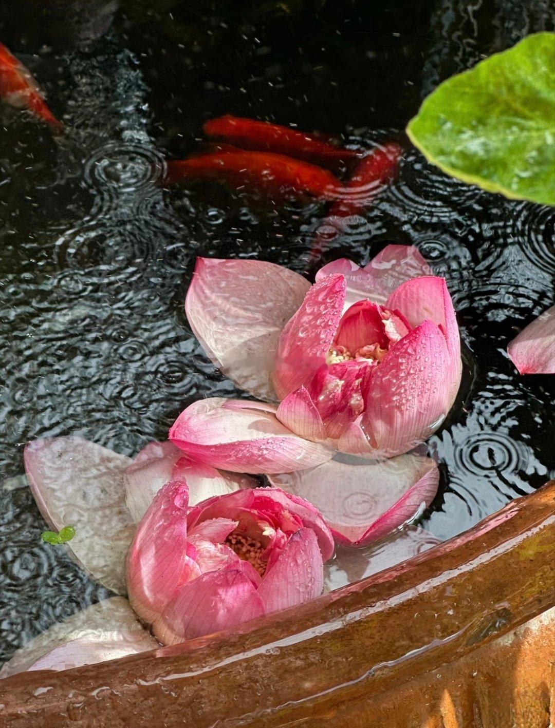 自古莲花生于淤泥却能守一身素洁不染浊秽如若身在佛门净土心若沉溺浮华便失了修行本心