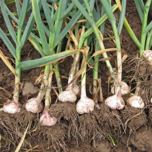 当你剥开一瓣大蒜，指尖沾染的辛辣汁液，正跨越两千年的时光向你奔涌而来——这