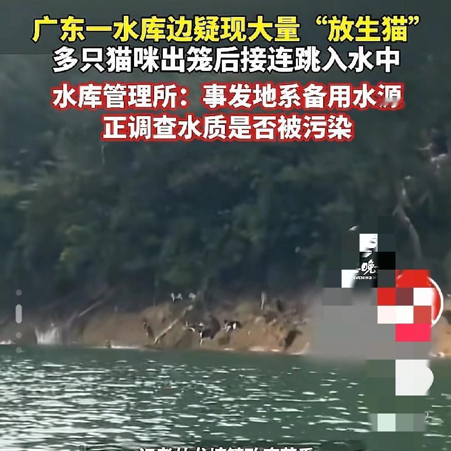 清远水库放生近千只猫？我把这句话给整迷糊了，看完整个事件，真的气的浑身发抖。