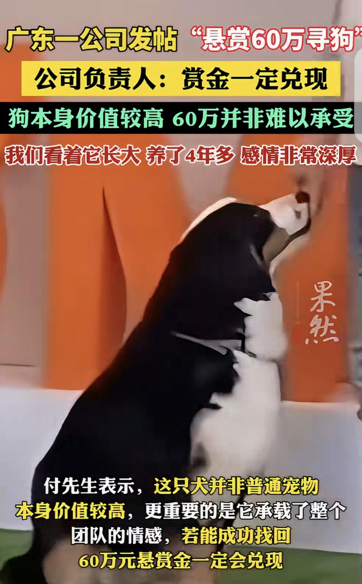 “这不是炫富吗？”广东惠州，一公司养了4年多的狗狗走丢，悬赏60万寻狗，承诺赏金