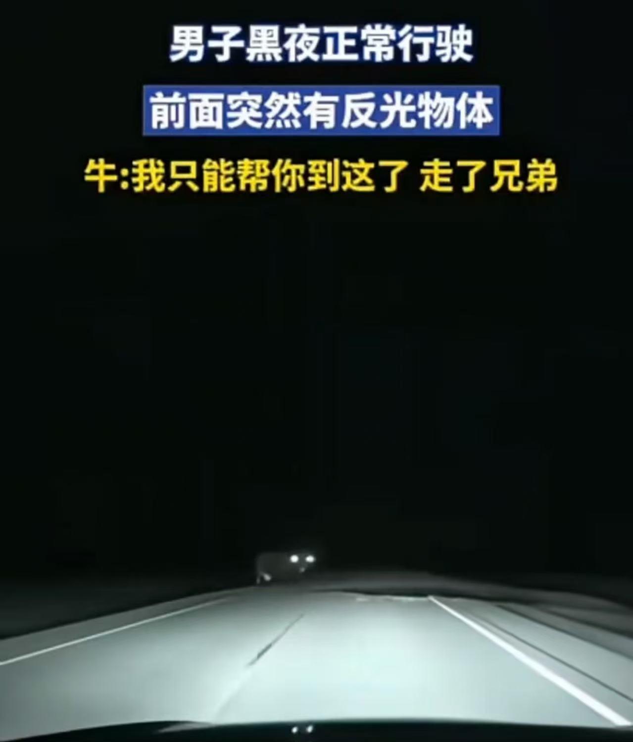 “科学解释不了！”男子夜里开车，前面突然出现一个巨物，而且眼睛还会反光！男子吓了