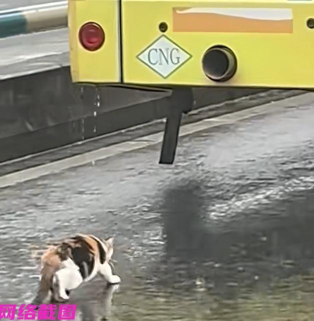 重庆大雨见得只流浪猫缩在路边，此刻猫咪被雨水淋得浑身湿透，身子冻得还抖得厉害，满