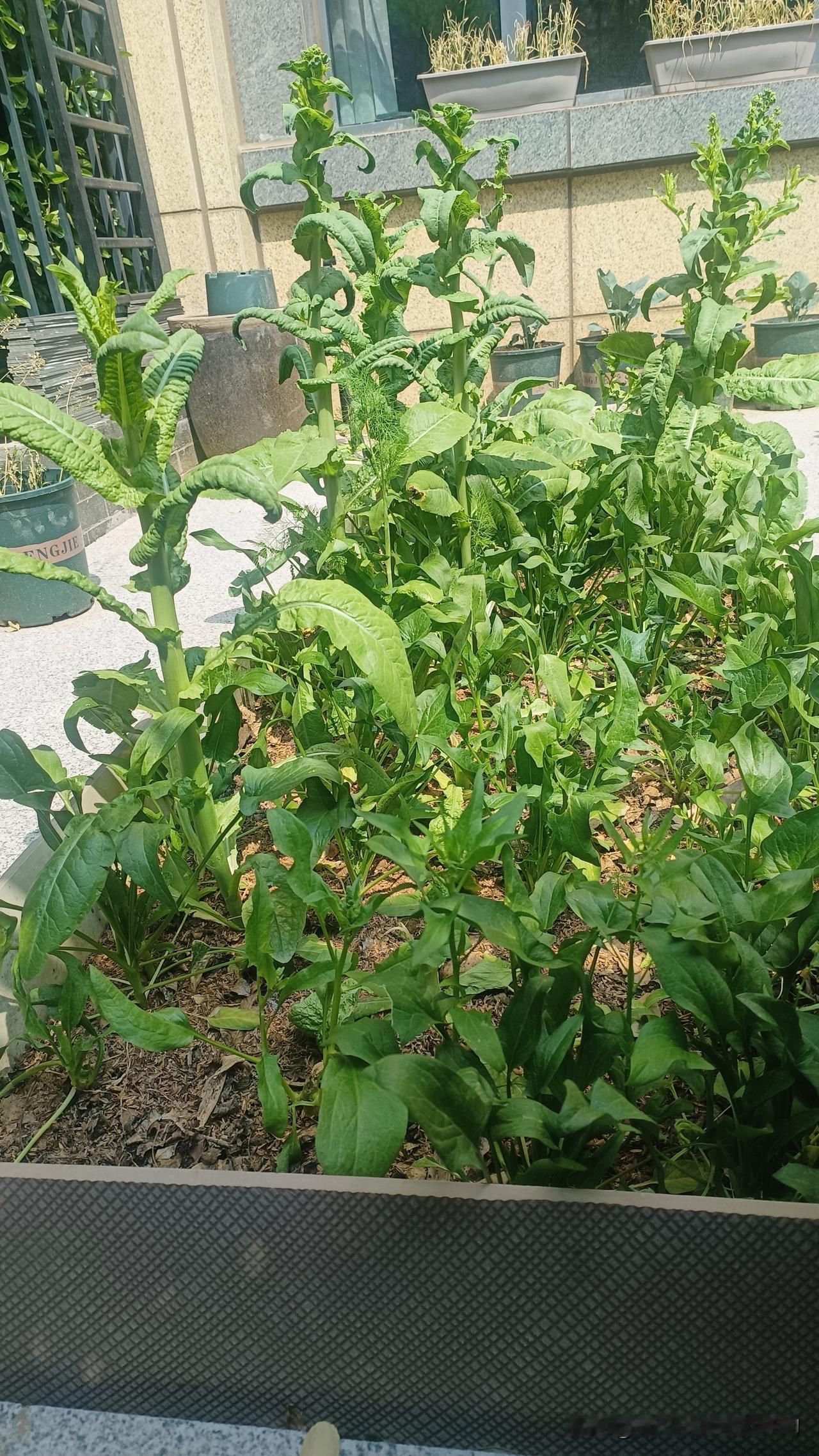 莴笋、绿甘蓝、茼蒿、菠菜、小白菜、香菜、草莓、西兰苔菠菜蔬菜茼蒿菜菠菜