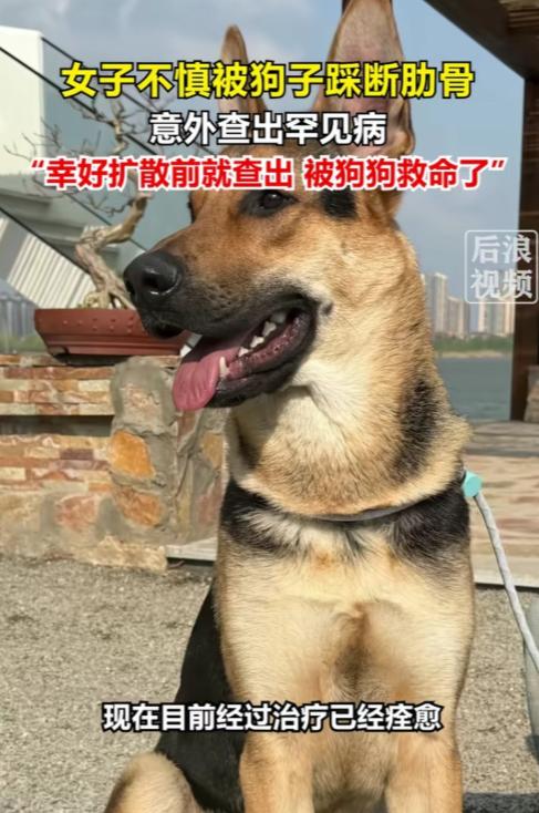 解释不清了！北京一只80斤的牧羊犬，突然跳主人身上，把她踩骨折了，谁料到医院一看