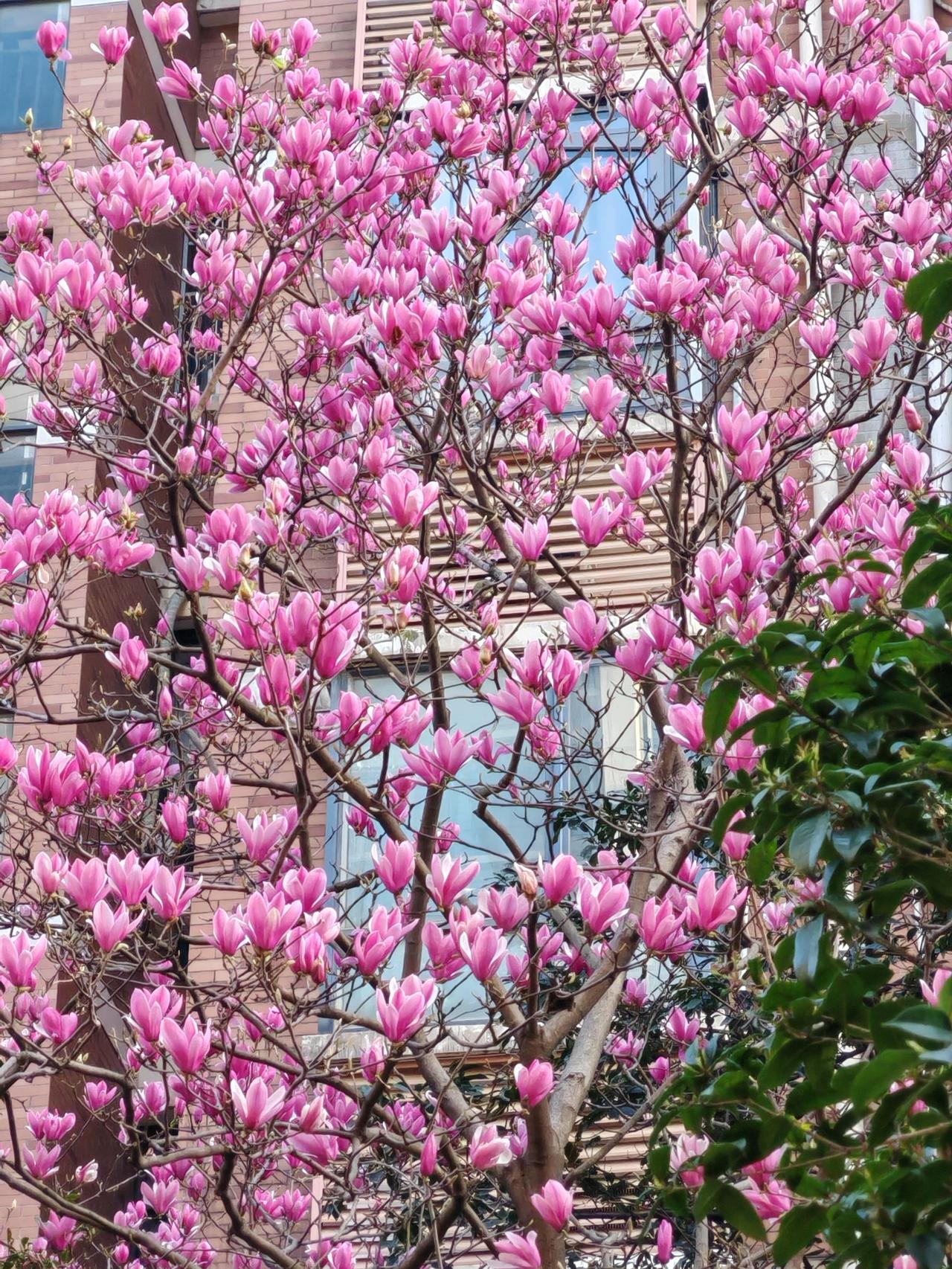 繁花似锦，色彩夺目画面主体是玉兰树，满枝的花朵呈现出一种饱和度极高的粉紫调，