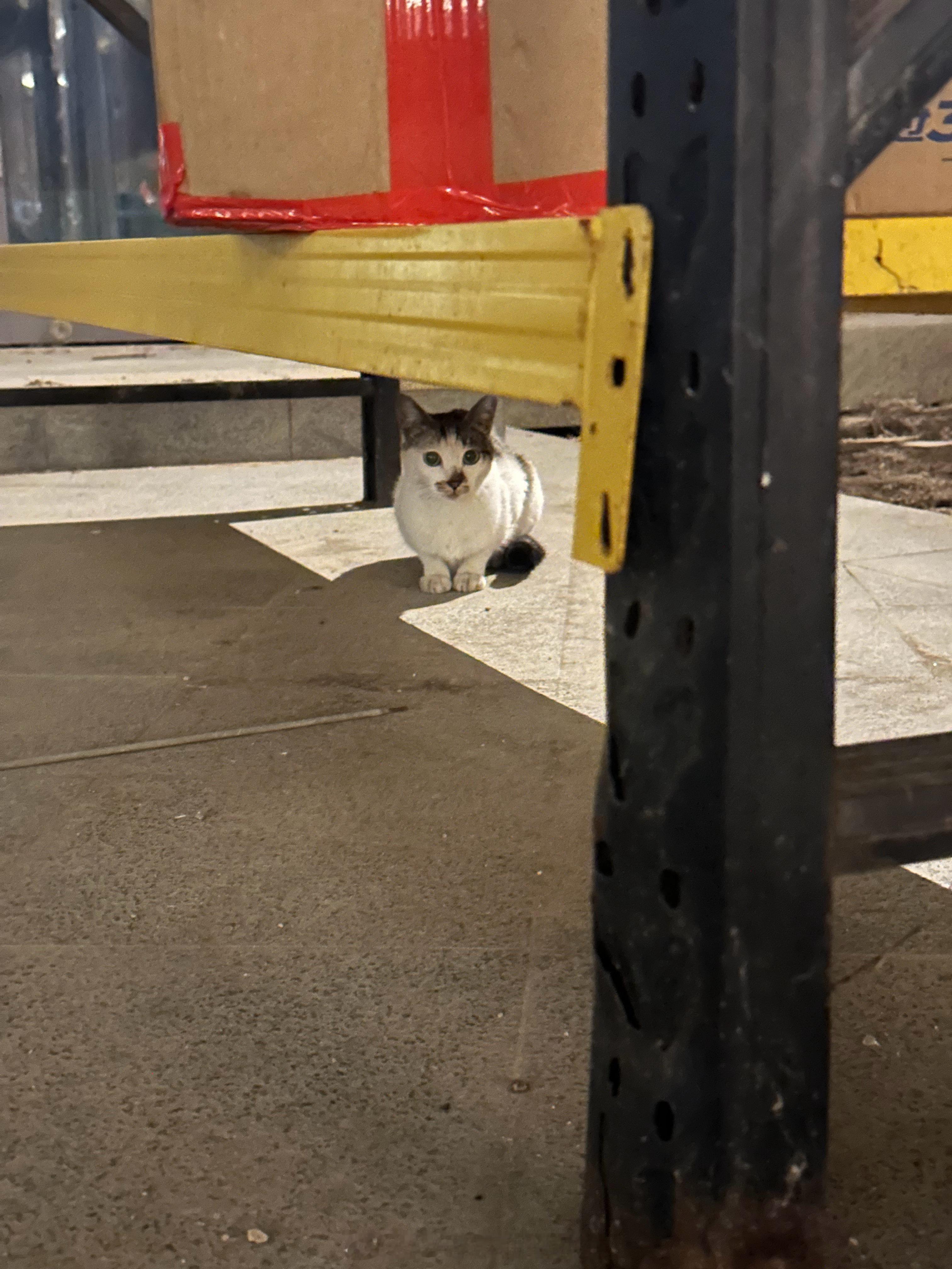 回家的路上碰到一只流浪猫，一直蹭我还翻肚皮给我，狠心一走了之，结果它跟着我一起走