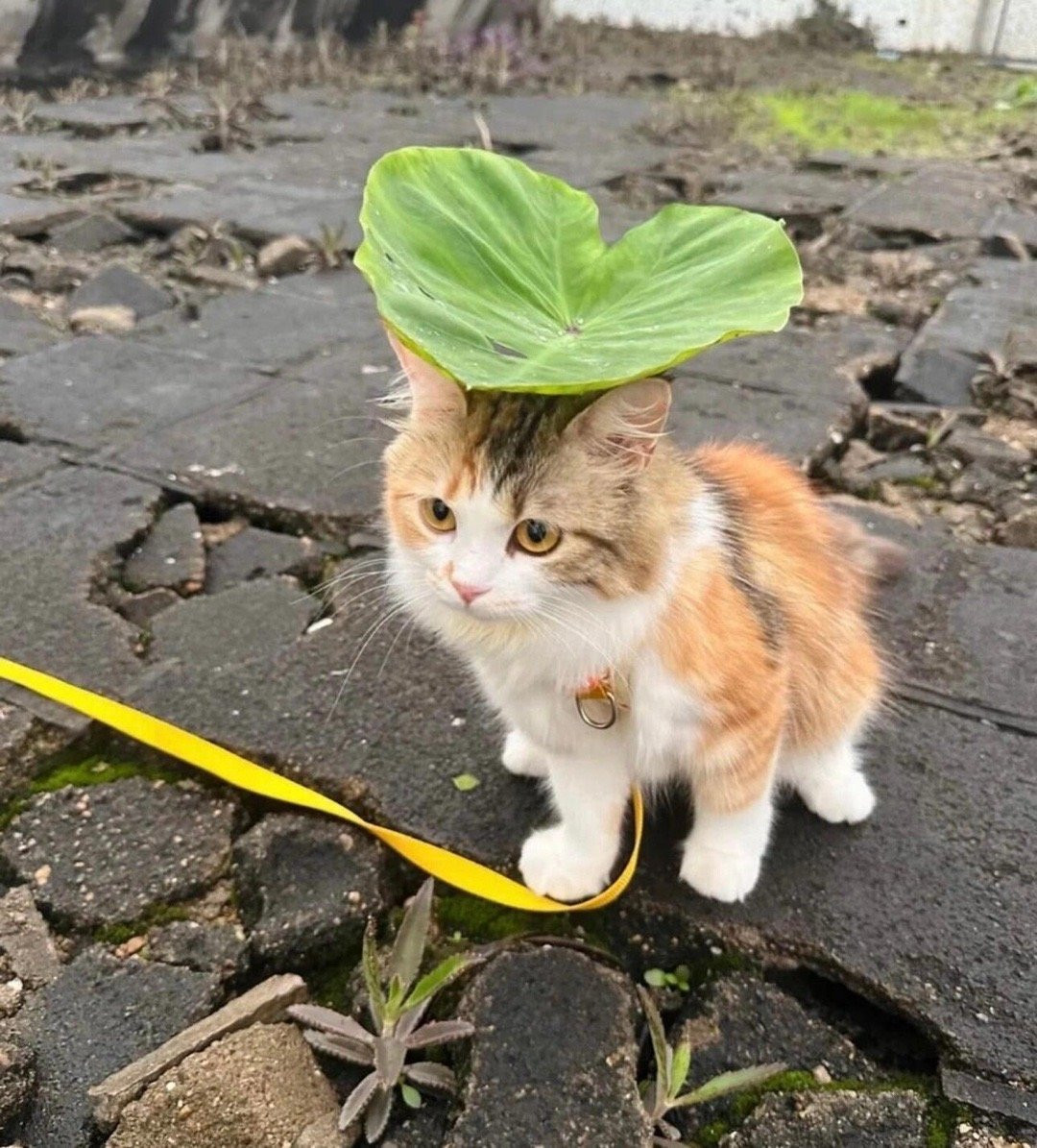 小荷才露尖尖角，早有猫猫立下头