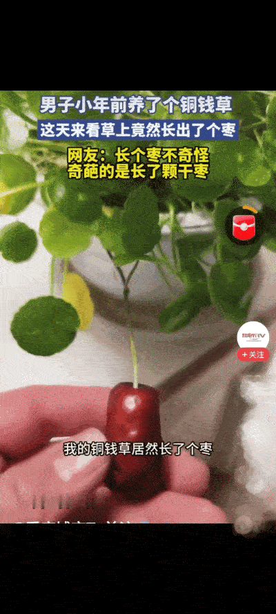 这下根本解释不清了！山西，男子养了一盆铜钱草，可令他万万没想到的是，铜钱草竟然长