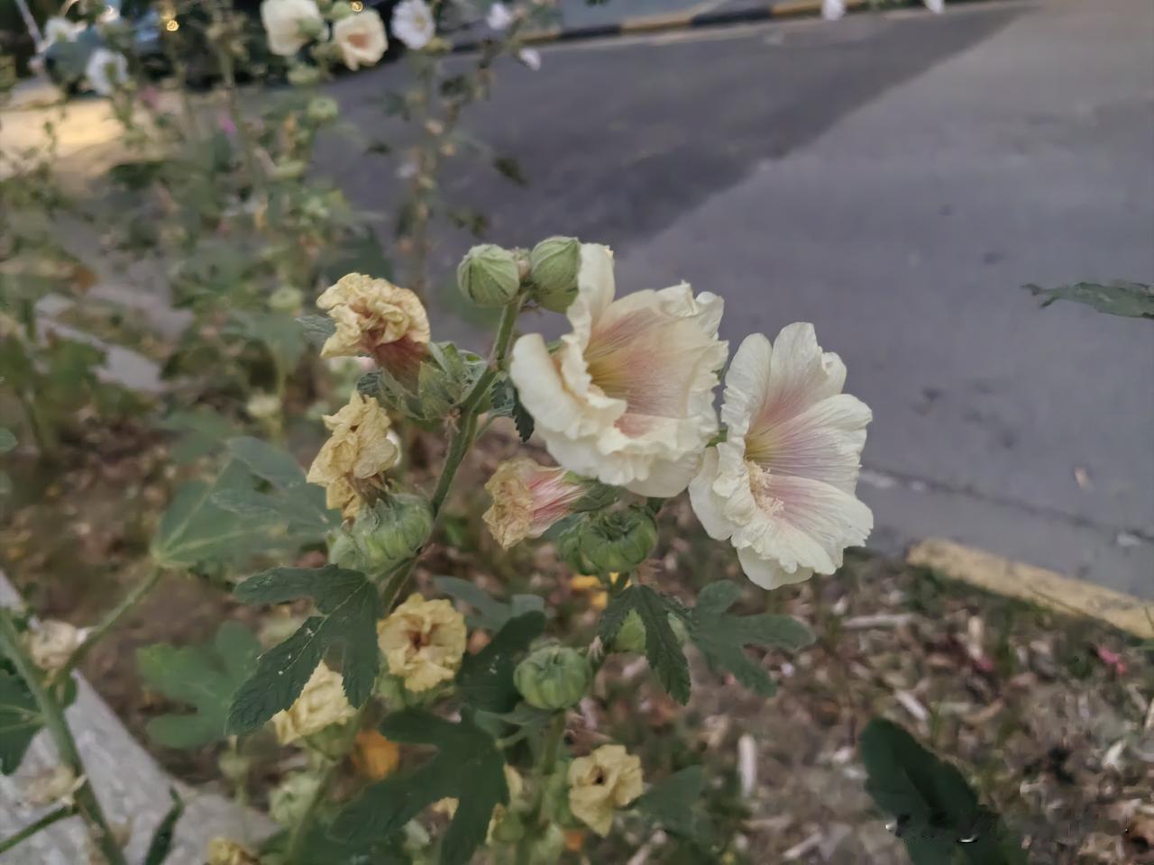 今天晚上高中同学请客，来了两大桌人。看上去谈笑风生，气氛不错。但其实彼此都隔