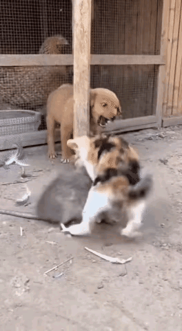 这么大的老鼠太吓人了，为小狗小猫捏了一把汗，这老鼠可堪称鼠王了。