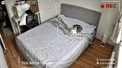 活久见猫咪天天为主人整理床铺不看不知道一看吓一跳这视频到底是真的还是假的