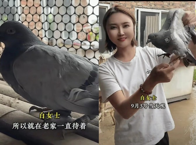 9月4日，河南新乡一名女子正在家中干活，突然，一只灰色的鸽子飞到她们家窗户上，女