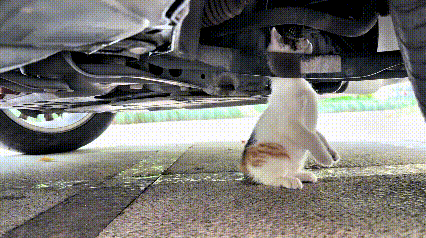乖乖嘞，谁家小猫咪这么调皮，一溜烟钻到车底下玩耍，结果一不小心被卡住，咋都钻不出