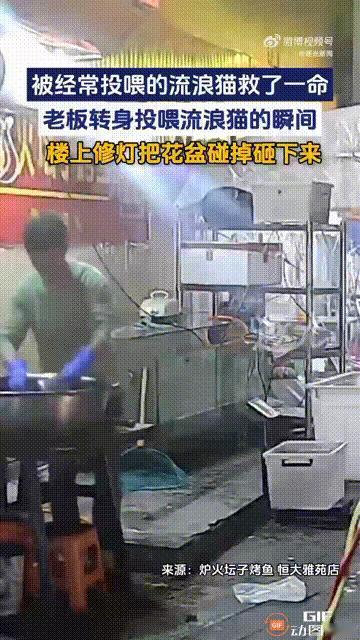 “善有善报是真的！”贵州贵阳一个烤鱼店老板正在摊位前忙碌时，突然有一只流浪猫走过