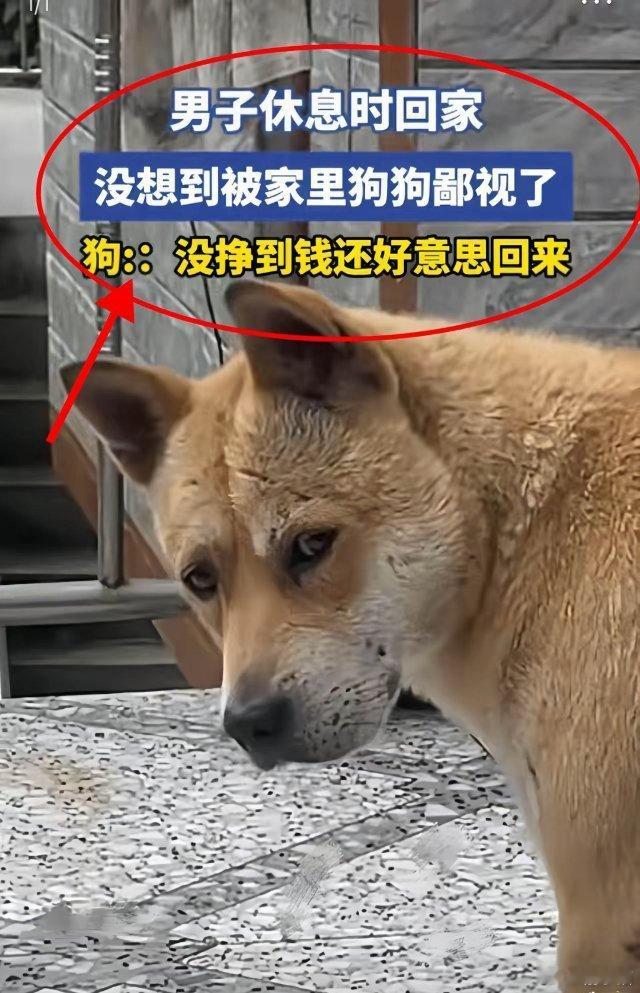 笑不活了！广东一名男子放假回老家休息，看见父母养的狗狗男子和它打了一个招呼，谁知