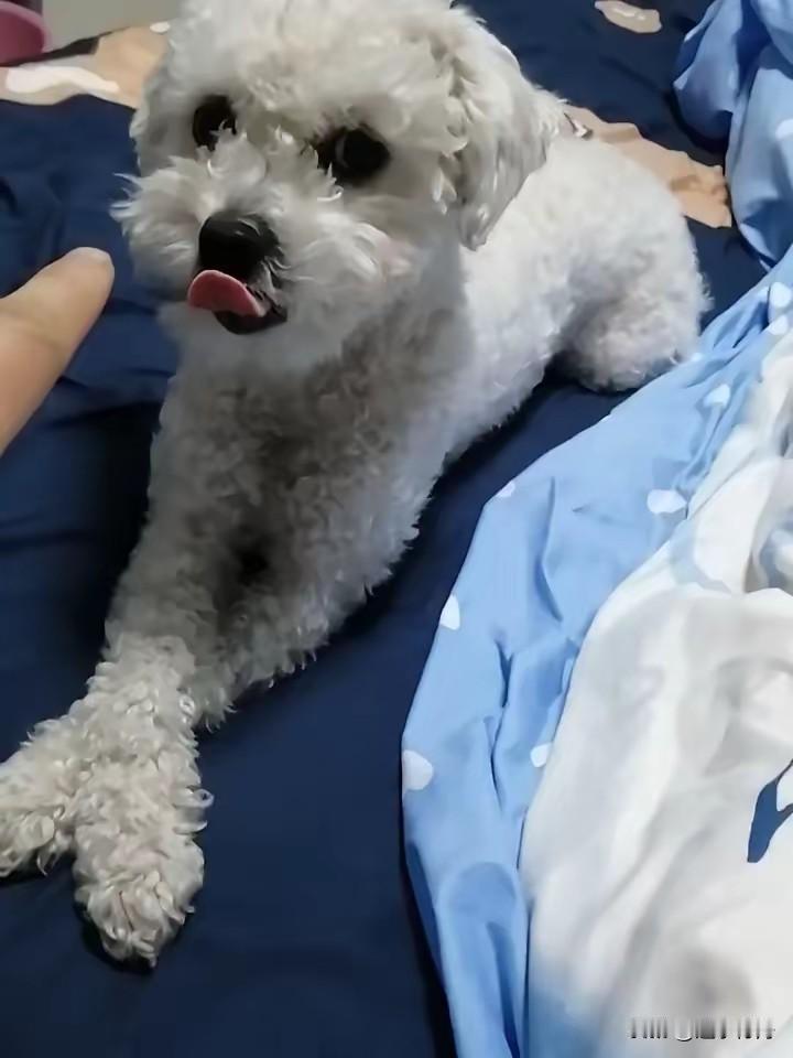 早上起床洗涑后回到卧室闻到一股尿骚味，仔细一看原来是家里的小狗趁人离开跑到床上睡