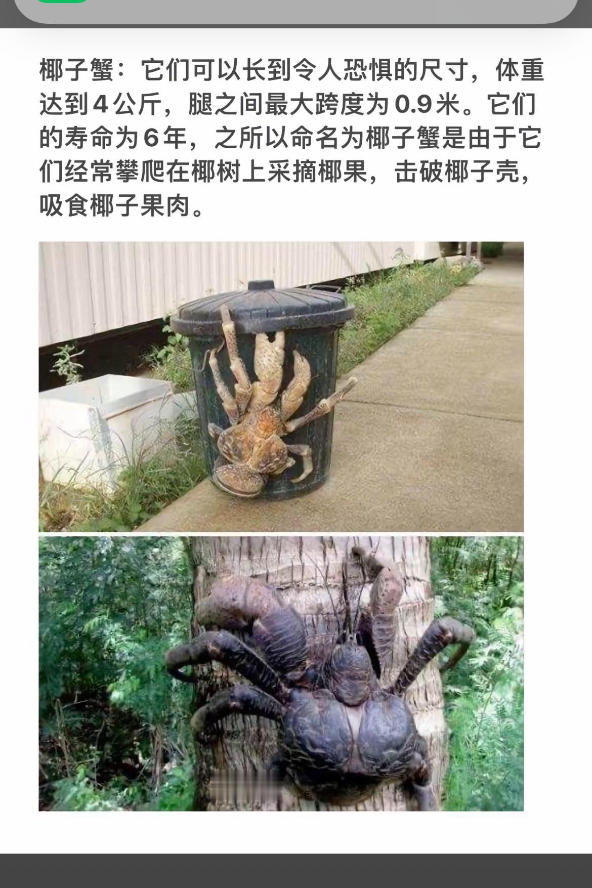 巨型椰子蟹，爬树摘椰果，令人惊叹的尺寸！