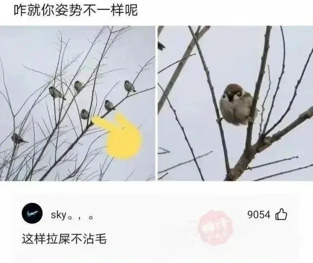 这麻雀成精了