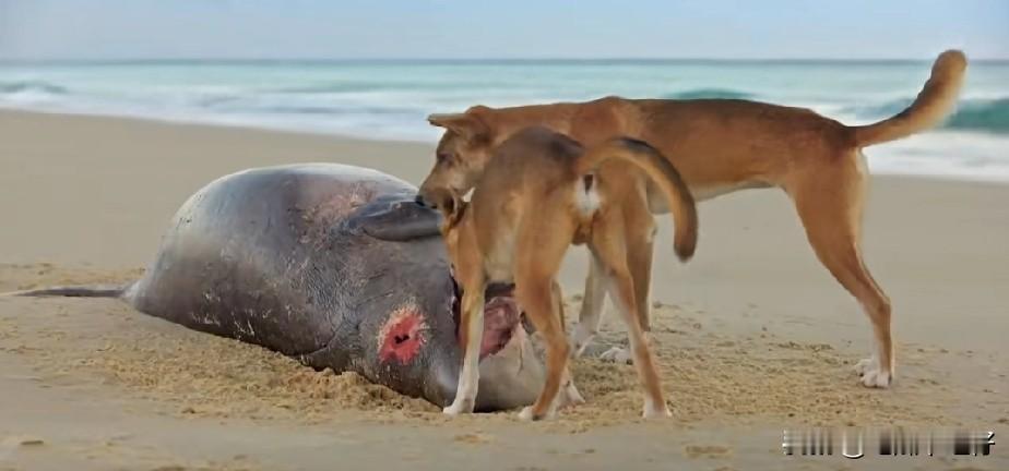 没有想到，这澳洲的大黄，可以捕澳洲袋鼠，要知道，无论是肌肉力度，还是奔跑速度，澳