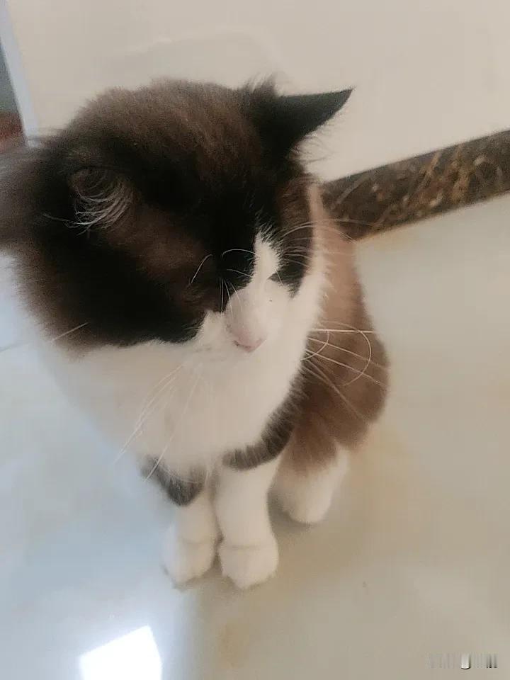 我家布偶猫也是个“吃货睡神”！每天早上我一睁眼，就看到它在猫碗前眼巴巴等着开饭，