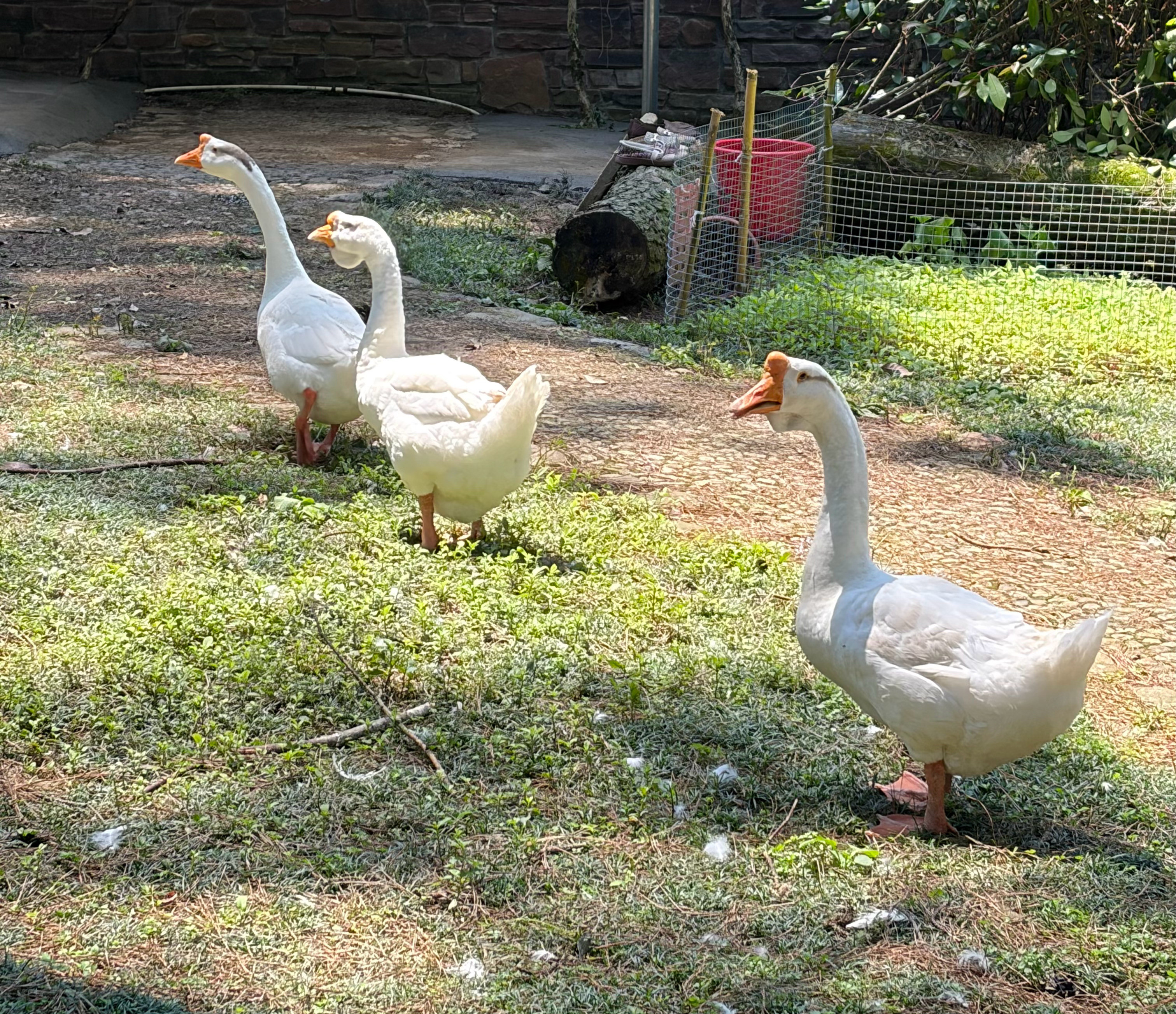 一家有鸡有鸭有猪有狗有猫有羊有鹅的饭店