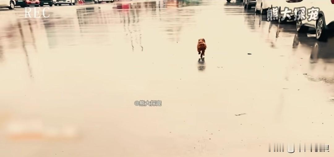粗心的主人在服务区休息时，竟忘了带上狗狗。可怜的小泰迪在后面拼命狂追，尽管竭尽全