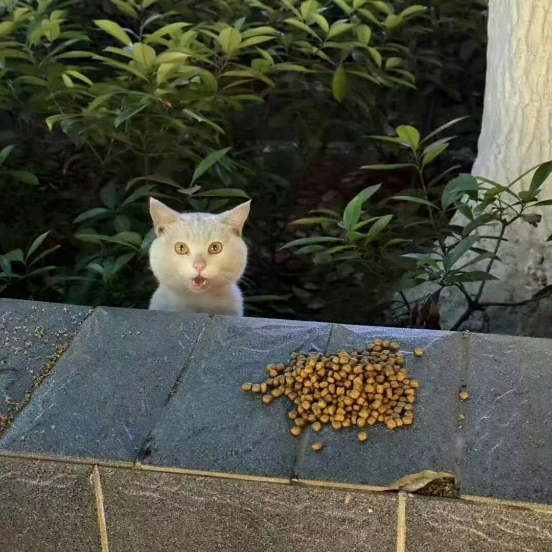 🐱：“这真的都是给我的吗”动物奇遇记