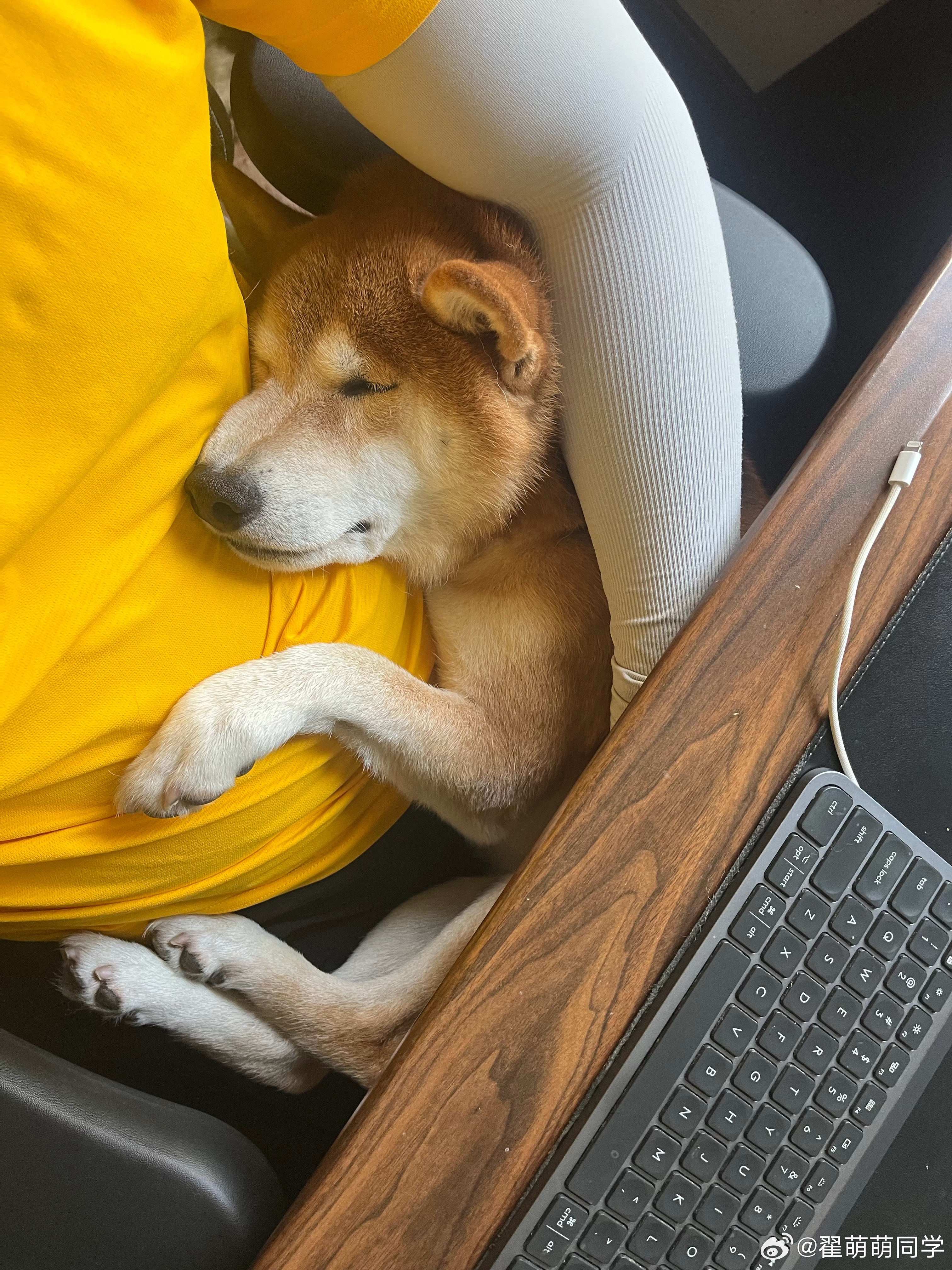 抱着这货🐶睡觉快9年了，另一个太大后来就抱不动了[单身狗]​​​