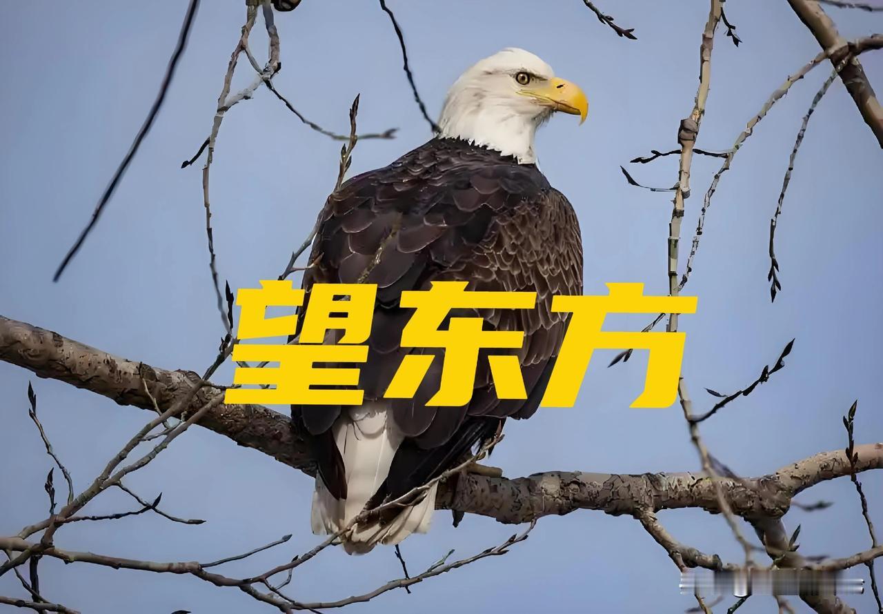 15年以后，如果白头海雕还活着，它必定投靠东方大国最反华的美国共和党议员科鲁