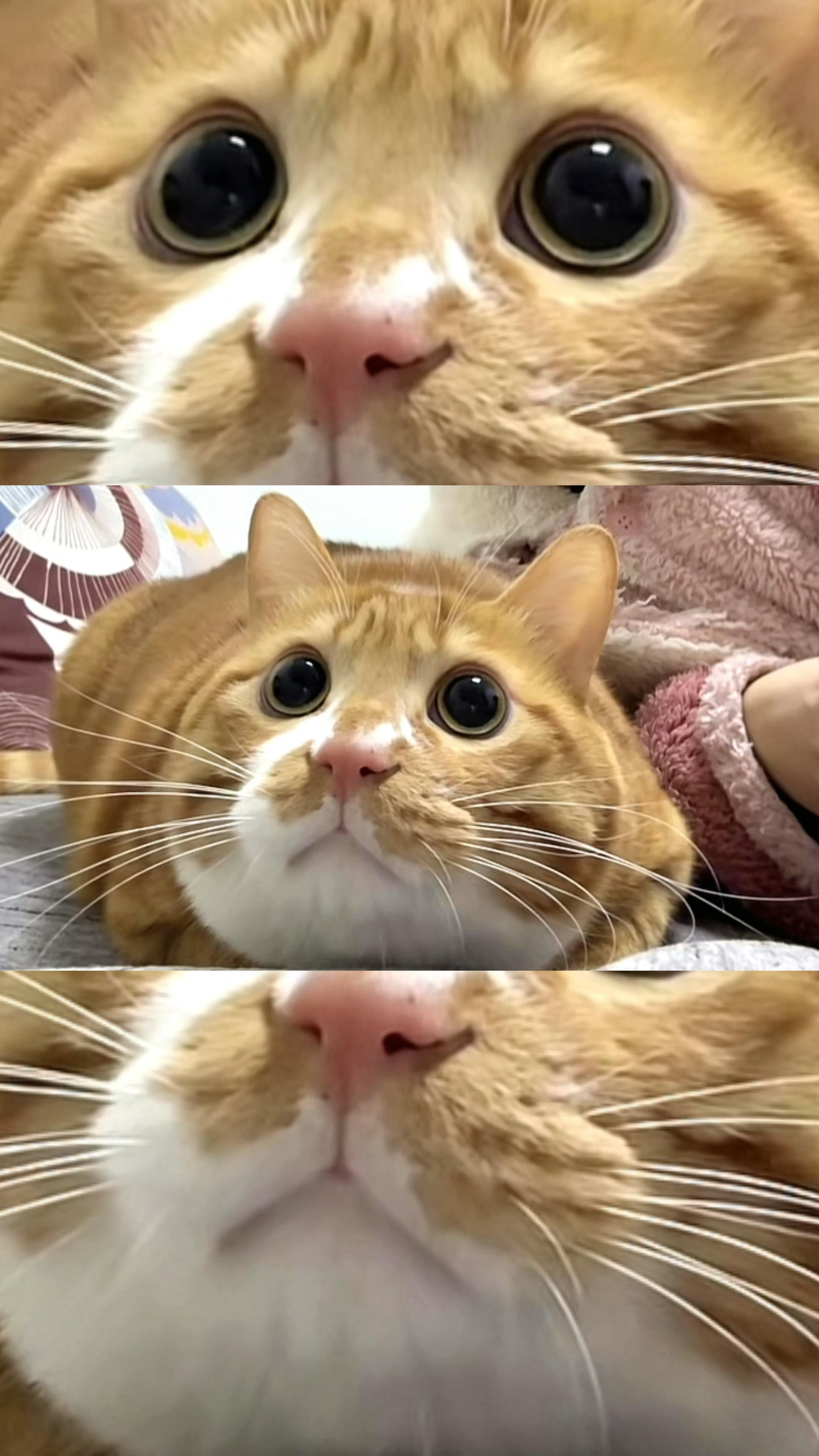 可爱💗。