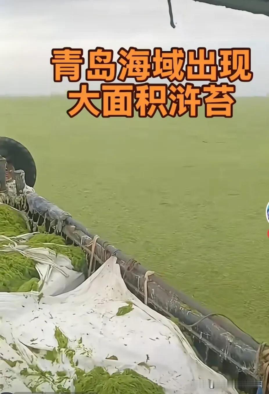 每年一度的青岛浒苔爆发，又来到了青岛，每年都是这样的浒苔大爆发，让青岛旅游也是倍