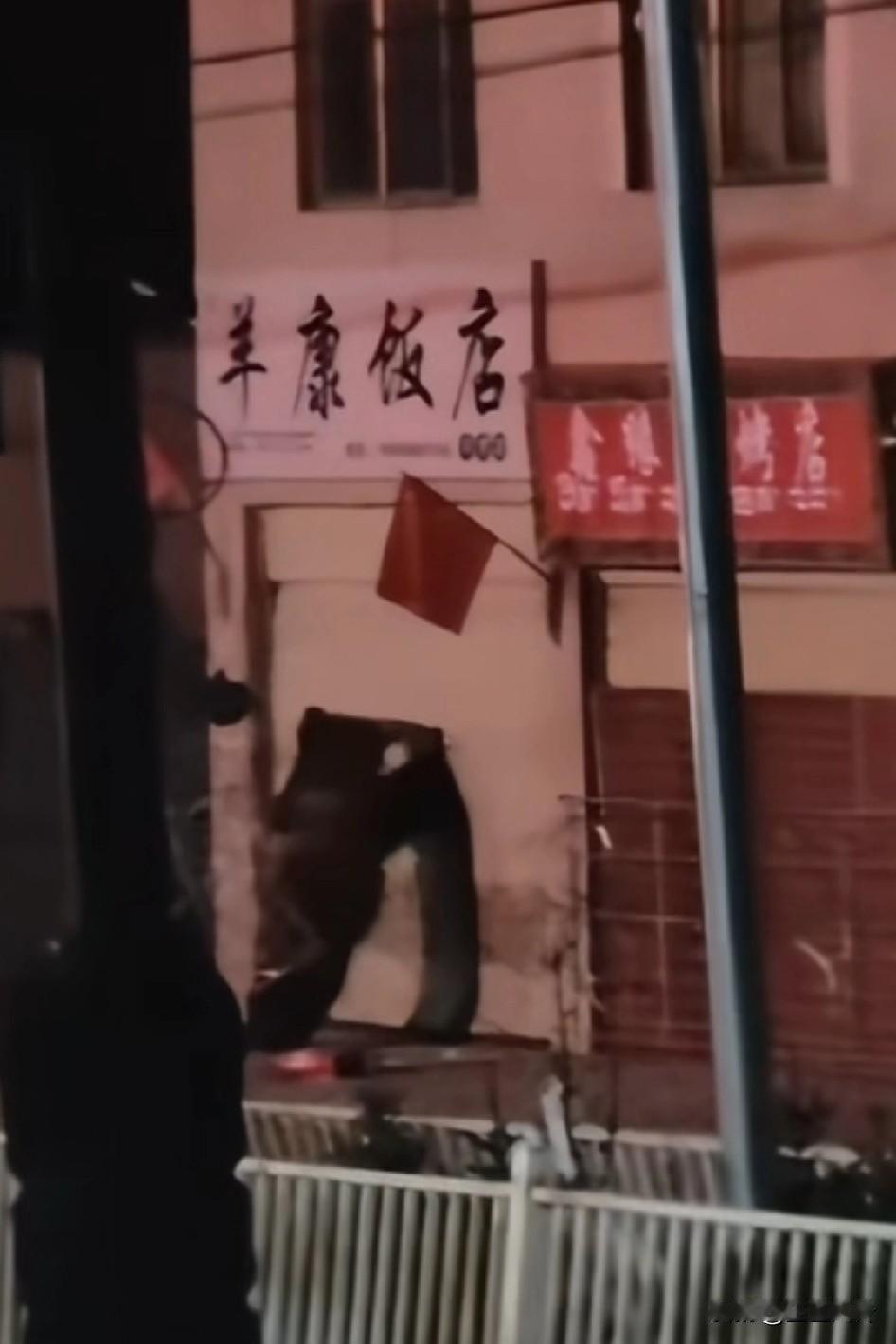 大年初一，西藏两只藏马熊狂捶饭店卷帘门，最后破门而入进入饭店找吃的，巡逻警车出现