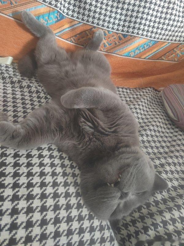 8550【丑猫不解释】朋友拍的她家猫咋能丑成这样。。（朋友同意猫儿上电视了​​​