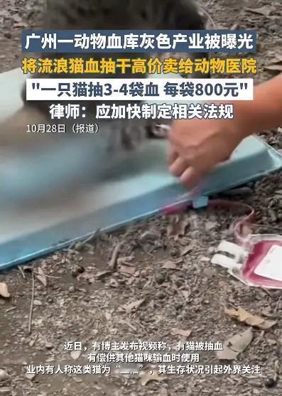 震惊!流浪猫竟被当成“移动血袋”!广州曝光黑心产业链:有人专门抓流浪猫,抽干它