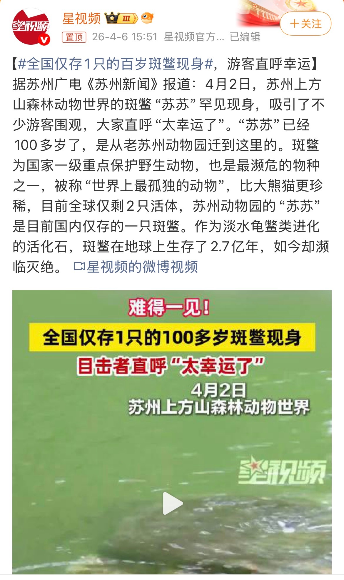 全国仅存1只的百岁斑鳖现身活了2.7亿年，熬过恐龙灭绝，却熬不过人类的一个世纪。